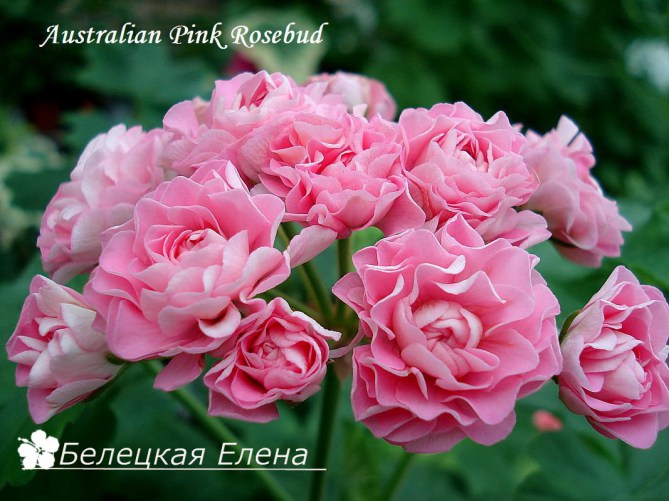 Australian Pink Rosebud1